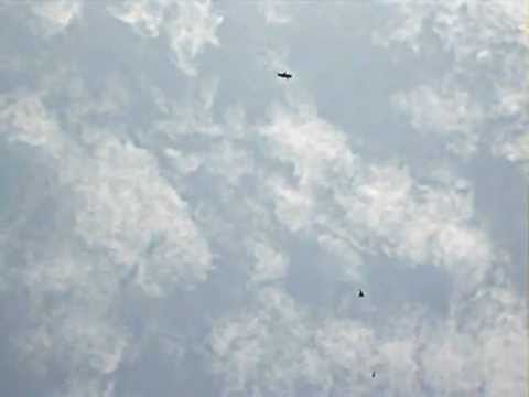 Osprey (& Crow) vs Bald Eagle