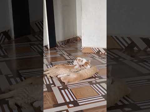 #funnycat #catlover #viral #trending