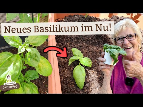 How to propagate basil quickly and easily - For a continuous harvest