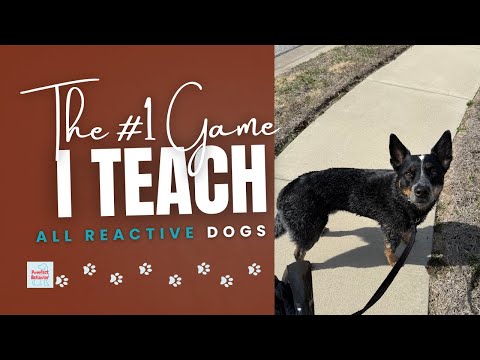 The #1 Game I Teach All Reactive Dogs (Distraction, Mark, Treat)