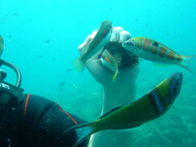 Feeding Tropical Fish (Scuba Diving in Turkey)