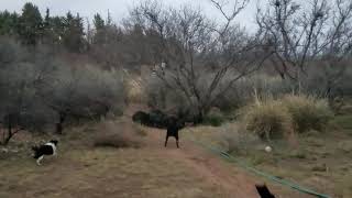 preview picture of video 'Javalinas, no fear of dogs, scared of people, I totally get that'
