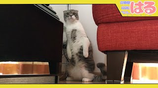 緊急地震速報が鳴った直後の子猫 クッソビビってしまう…【召喚獣はる】