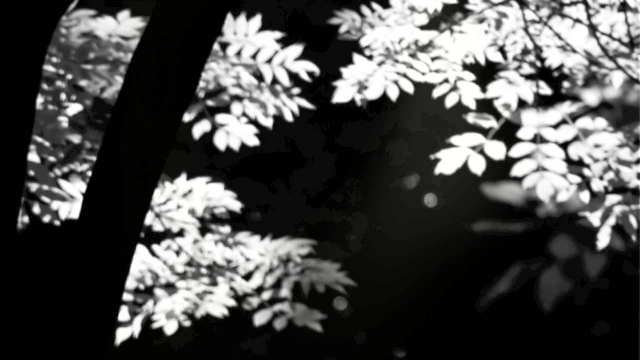 Zen poetry ~ flower of three dawn ~ a poet's refuge