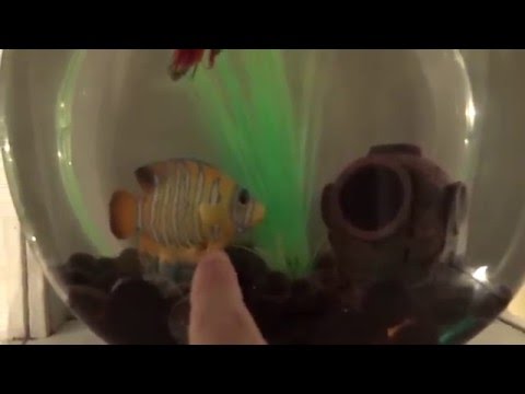 Updated betta fish tank tours