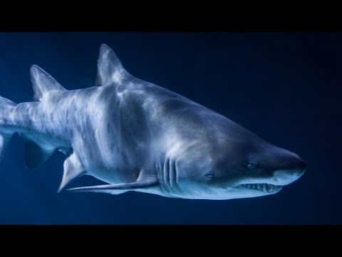 Shark Gills Might Be Why You Can Walk - Newsy