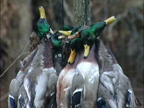 Leaky Waders - Awesome Hardcore Greentimber Duck Hunt