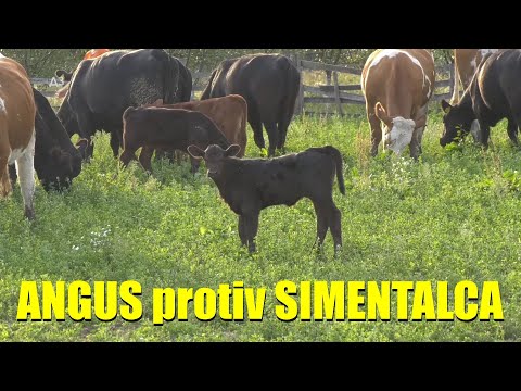 ANGUS GOVEDA u Centralnoj Srbiji - LAŽI I ISTINE o ovoj rasi - IMA LI PARA U UZGOJU  iz usta stočara