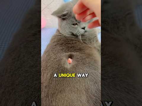 This Cat Eats All The Fish And This Happened Next 😂 #shorts