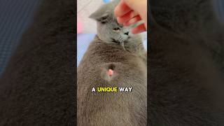 This Cat Eats All The Fish And This Happened Next 😂 #shorts