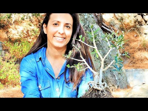 How To Create Bonsai Tree From Collected Material: Unique Nebari Wild Olive Tree Bonsai