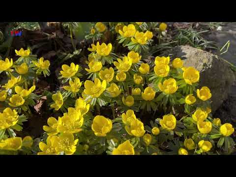 natürlich Lausitz: Der Winterling - LAUSITZWELLE