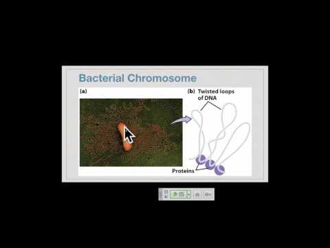 Genetics A Conceptual Approach: Chapter 11 pt 2