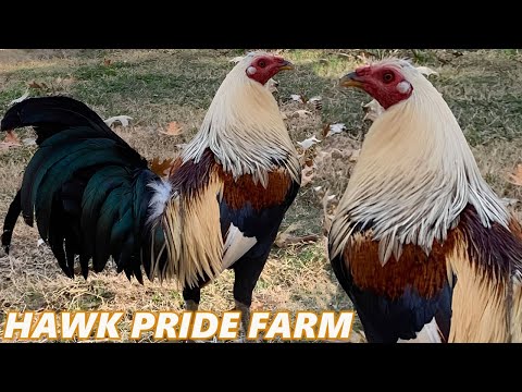 GREY HAWK PRIDE Farm - Beautiful Birds Farm Visit