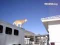 High Flying Tiger Jump 