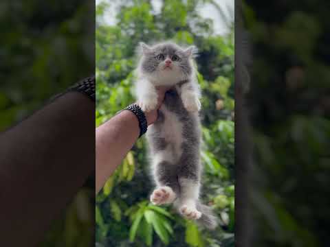 Persian kitten for sale In Hyderabad India 📞+918463993393 #pets #cat #kittenforsale