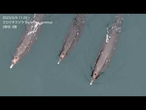 無人航空機による「クロツチクジラ」の希少な生体撮影に成功