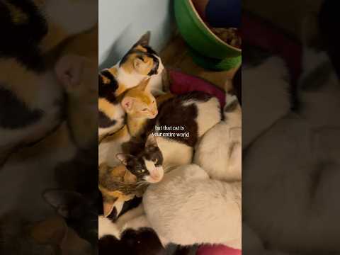 The only Cat Sanctuary+Cafe in Dhaka #cats #catsanctuary #catcafe