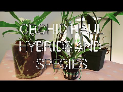 #orchids #orchidhybrids #orchidspecies Orchid haul! Hybrids and species