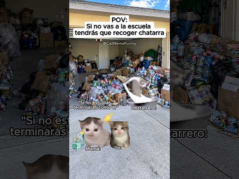 CAT MEME FUNNY 😹 Si no vas a la escuela tendrás que recoger chatarra #relationship #cat #relatable