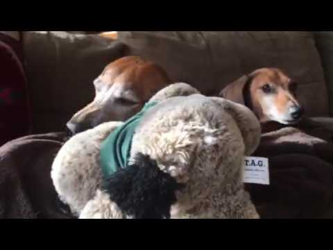 Flaca Boris stuffed animal