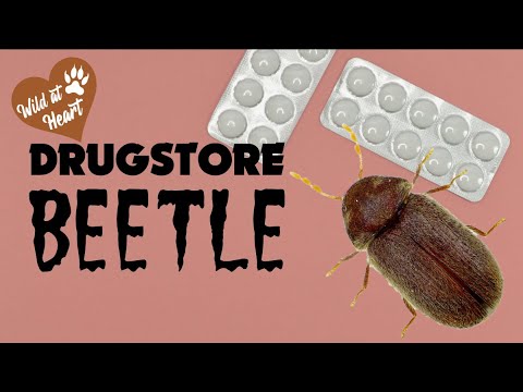 image-What home remedy kills beetles?