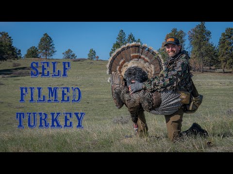 3 Lonely Longbeards Found | Successful Montana Turkey Hunt Video