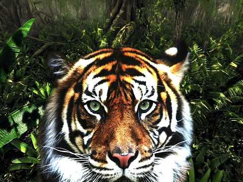 Maaveerar neengale | மாவீரர் நீங்களே | Eelam songs | Tamil