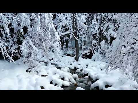 El Bosque - Suite de Otoño