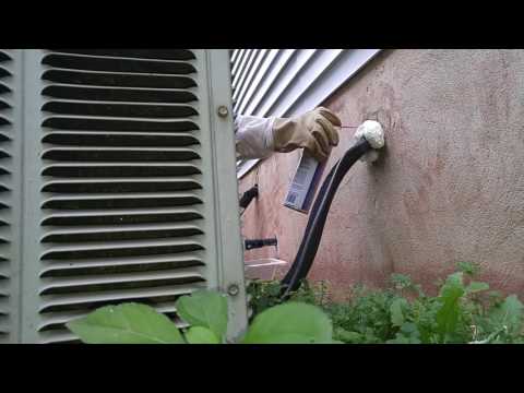 Wasps Easily Find Their WaY Into the Home in Metuchen, NJ