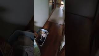 知らない野良猫にビビる母。 #猫 #shorts
