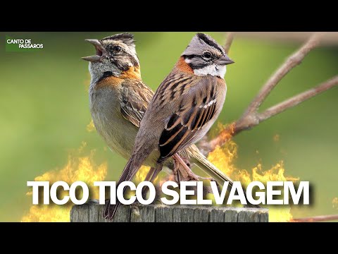 ESPETÁCULAR CANTO DO TICO TICO SELVAGEM 🔥