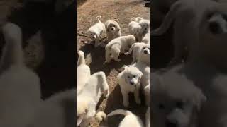 Caucasian Shepherd Puppies Videos