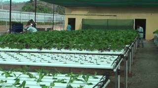 preview picture of video 'Hydro Masta in PNG: From seed to supermarket'