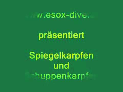 Unterwasser aufnahmen von Karpfen