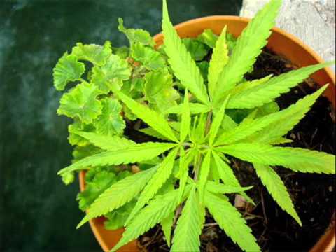 YATE FT FROGZ FT SUPER - ELEVADO ESTOY