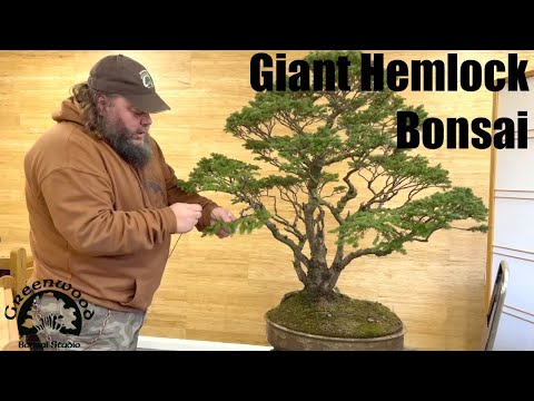 Hemlock Update - Greenwood Bonsai