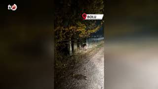 Bolu’da Aç Kalan Domuz Sürüsü Yola İndi