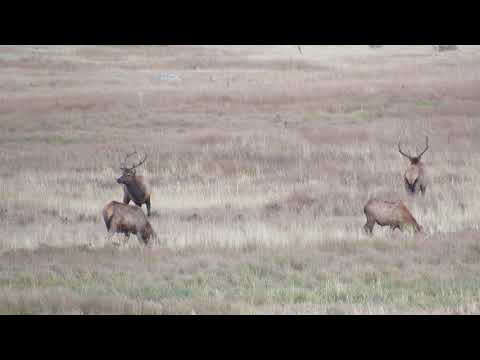 Bull Elk duel