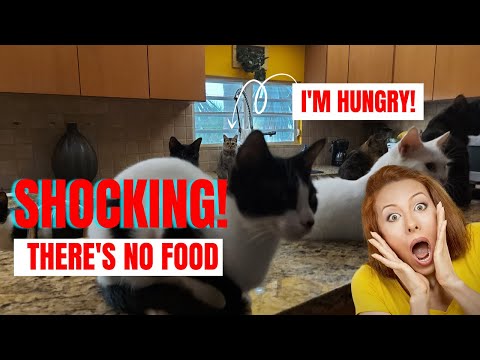So what happens if you run out of cat food? #cats