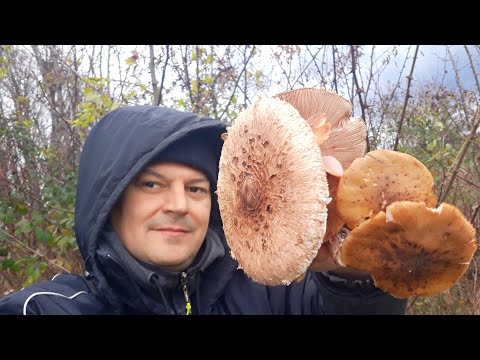 Berba Gljiva - Novembar