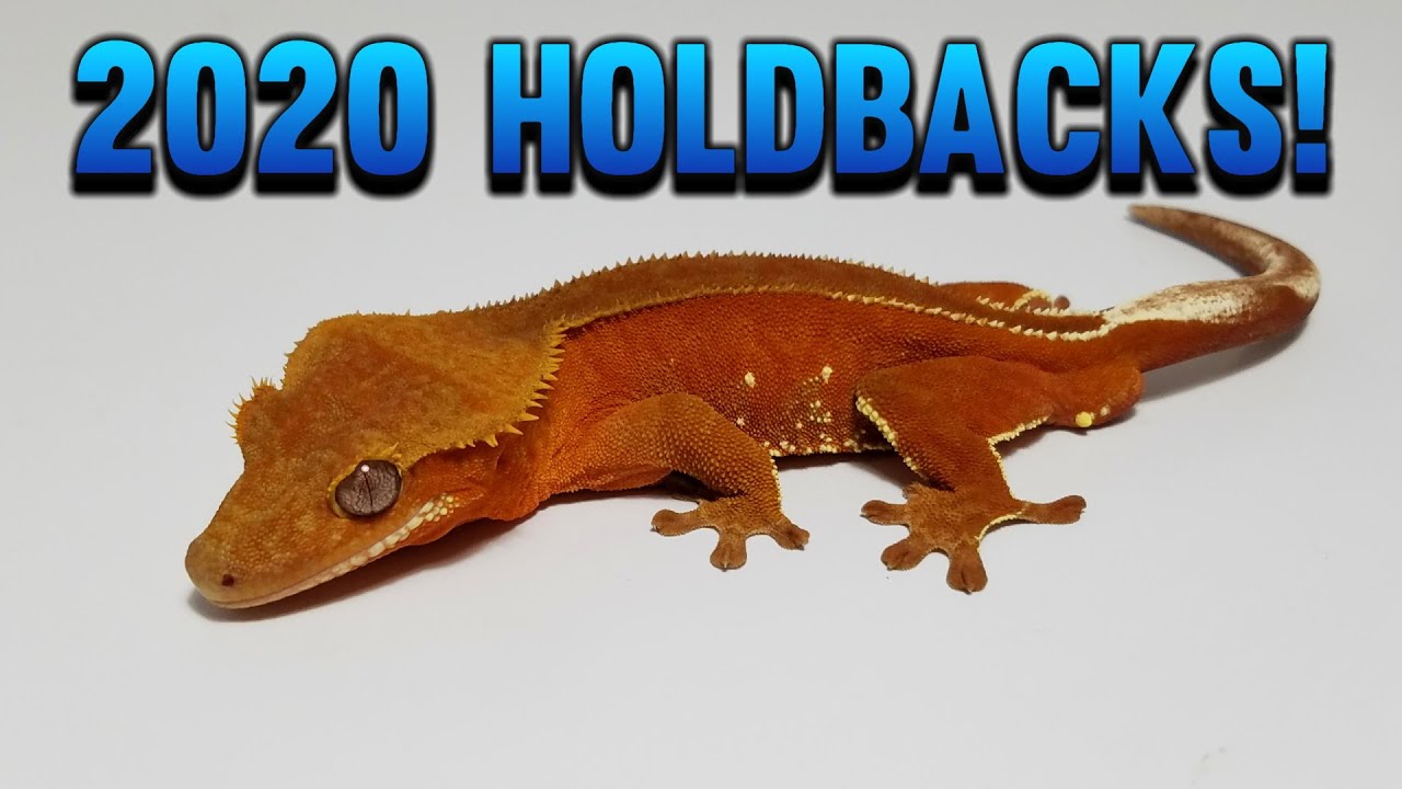 My 2020 Patternless Red & Extreme Harlequin Crested Gecko Holdbacks!