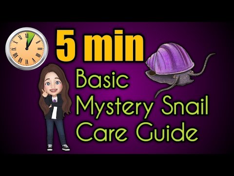 *5 Minute* Basic Mystery Snail Care Guide