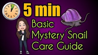 *5 Minute* Basic Mystery Snail Care Guide