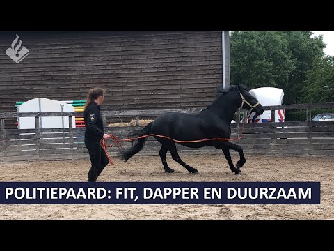 Politie Landelijke Eenheid - Het politiepaard: fit, dapper en duurzaam inzetbaar