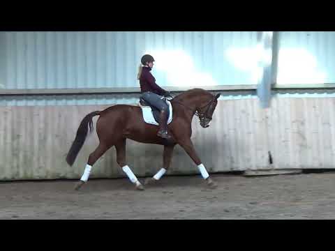 Farrell x Fidertanz   Wallach 2018