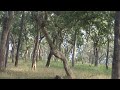 Mudumalai Forest Surounding Travel Videos