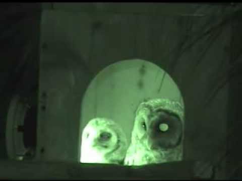 Fish for Boo - Barred Owls - OwlWatch.org