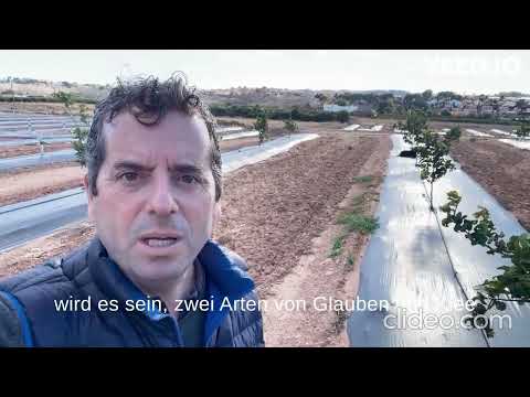 Zitrushain - Siembra Cubierta Vegetal