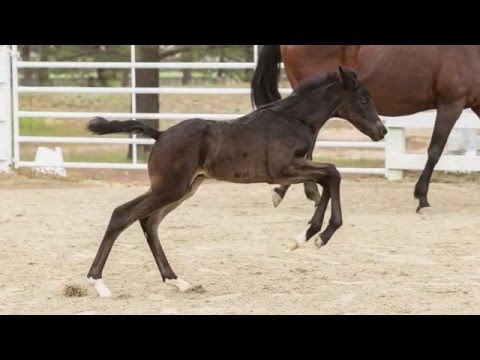 2016 Franziskus / Sandro Hit Oldenburg GOV Colt